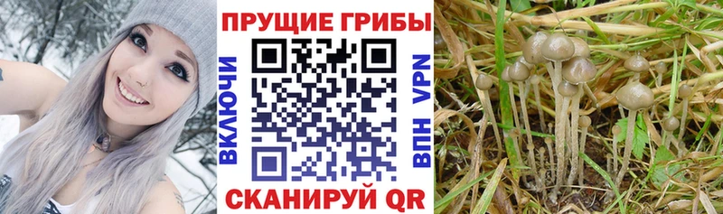 Галлюциногенные грибы прущие грибы  Чебоксары 